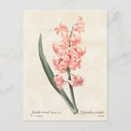 Postal Ilustracion botánico de color rosa Hyacinth Vintag