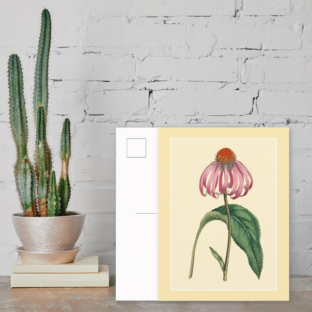 Postal Ilustracion botánico de Coneflower (Subido por el creador)