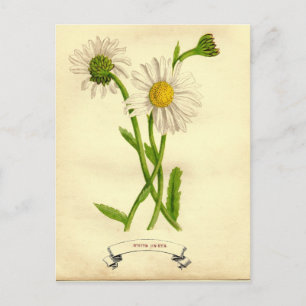 Postal Ilustracion botánico de Daisy Vintage