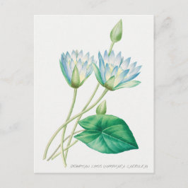 Postal Ilustracion botánico de flor azul pálido Lotus