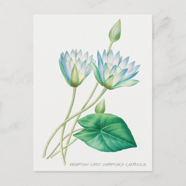 Postal Ilustracion botánico de flor azul pálido Lotus (Anverso)