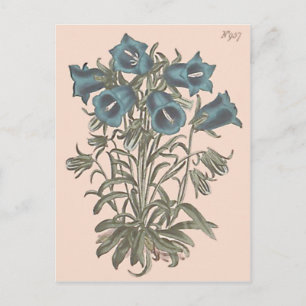 Postal Ilustracion botánico de flor de campanilla alpina