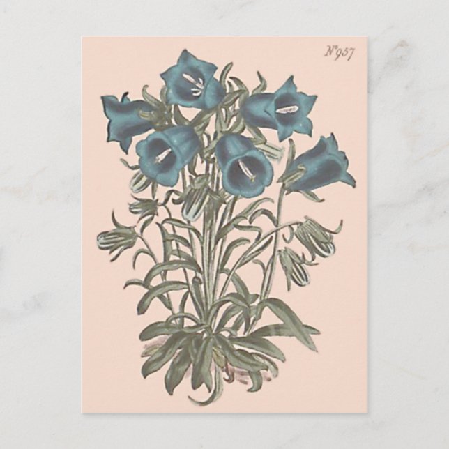 Postal Ilustracion botánico de flor de campanilla alpina (Anverso)