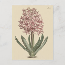 Postal Ilustracion botánico de Garden Hyacinth