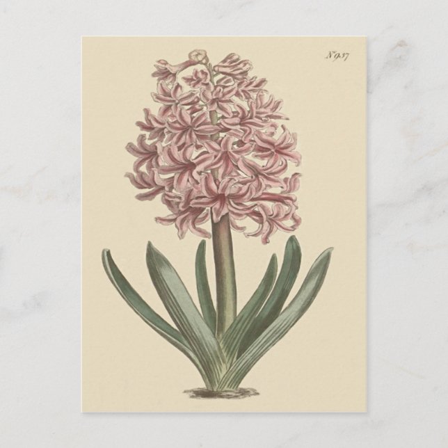 Postal Ilustracion botánico de Garden Hyacinth (Anverso)