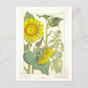 Postal Ilustracion botánico de girasol vintage