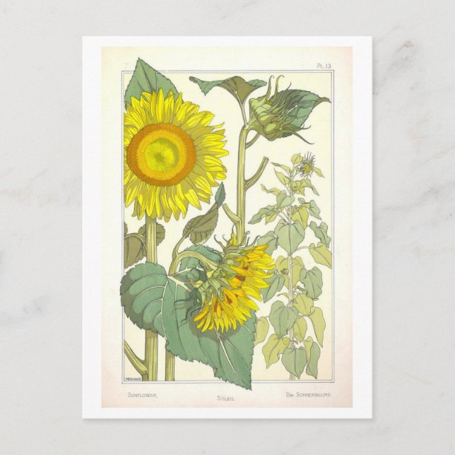 Postal Ilustracion botánico de girasol vintage (Anverso)