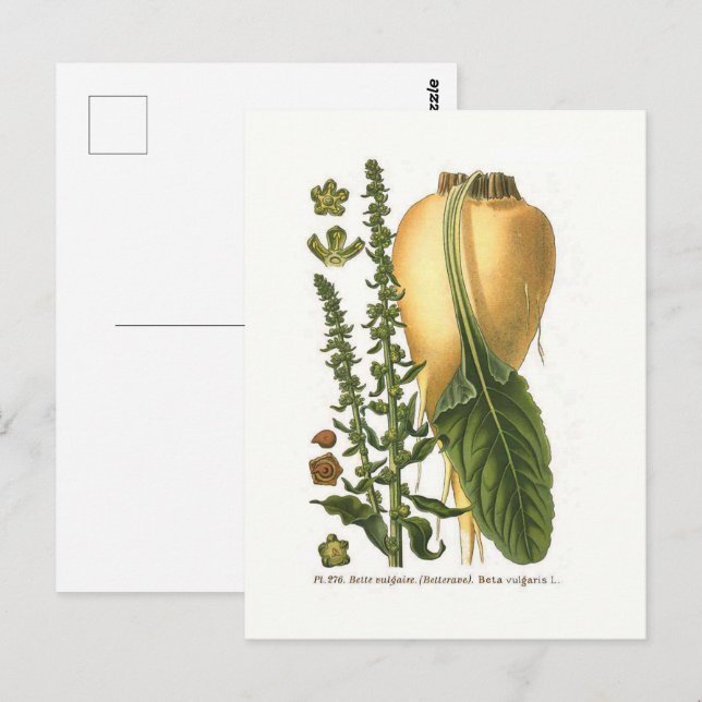 Postal Ilustracion botánico de la remolacha azucarera (Anverso / Reverso)