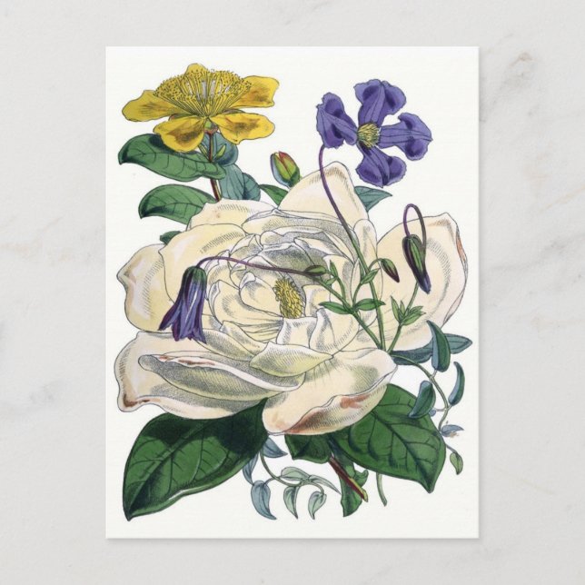 Postal Ilustracion botánico de la Rosa Blanca (Anverso)