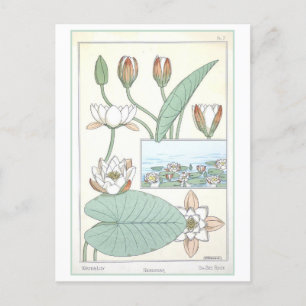 Postal Ilustracion botánico de Lirio de Agua Vintage