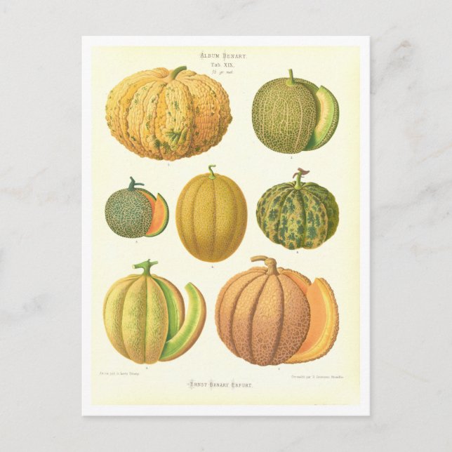 Postal Ilustracion botánico de Melones del Catálogo de Se (Anverso)