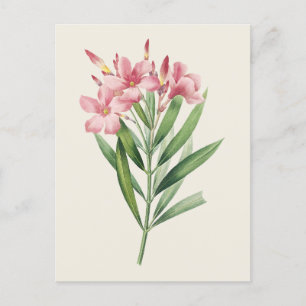 Postal Ilustracion botánico de Oleander