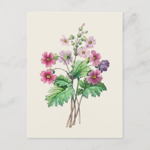 Postal Ilustracion botánico de Primrose chino vintage