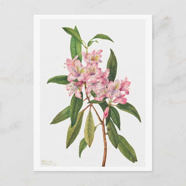 Postal Ilustracion botánico de Rododendrón rosa (Anverso)