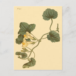 Postal Ilustracion botánico de Snapdragon con hojas de co