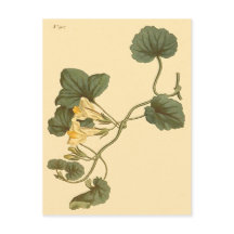 Ilustracion botánico de Snapdragon con hojas de co