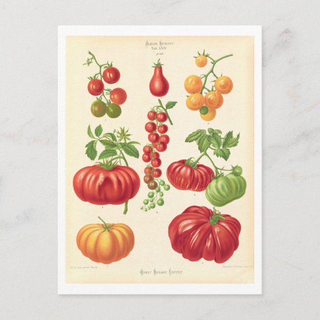Postal Ilustracion Botánico de Tomate del Catálogo de Sem (Anverso)