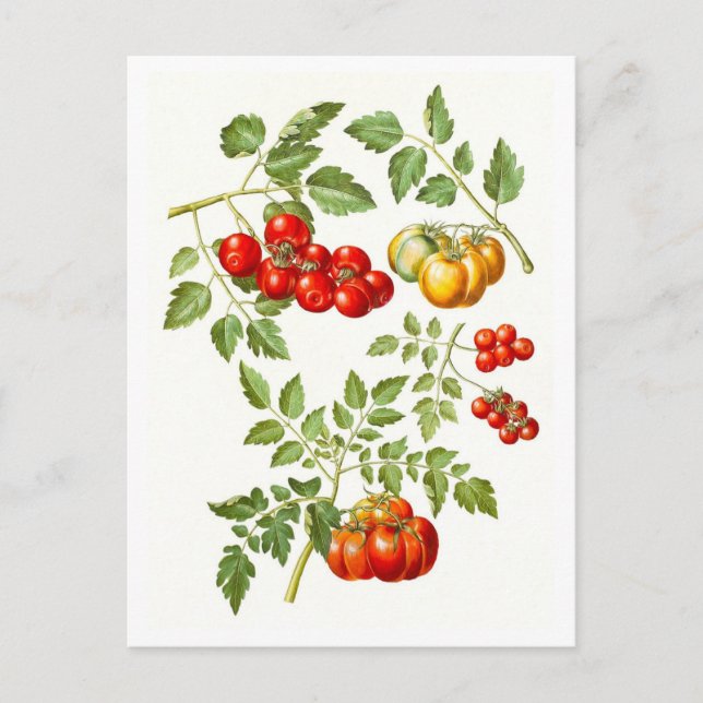 Postal Ilustracion Botánico de Tomate Vintage (Anverso)