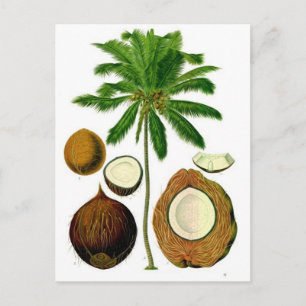 Postal Ilustracion botánico del árbol de coco