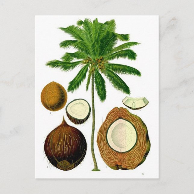 Postal Ilustracion botánico del árbol de coco (Anverso)