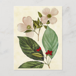 Postal Ilustracion botánico del árbol de Dogwood del