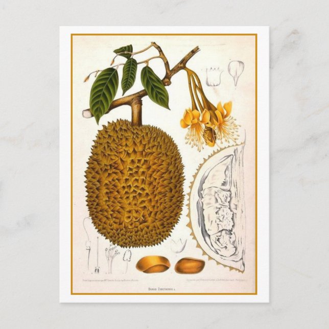 Postal Ilustracion Botánico Duriano Vintage (Anverso)