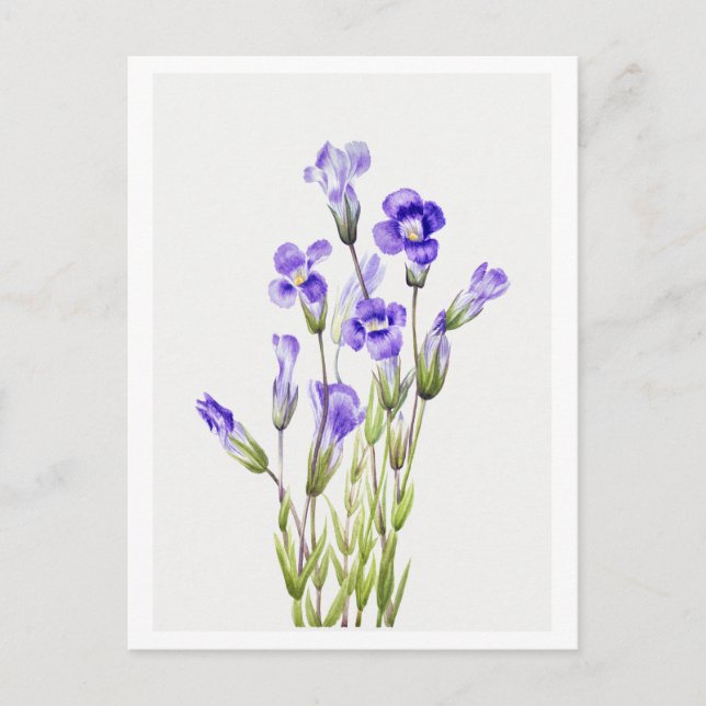 Postal Ilustracion Botánico Gentiano Fringado (Anverso)