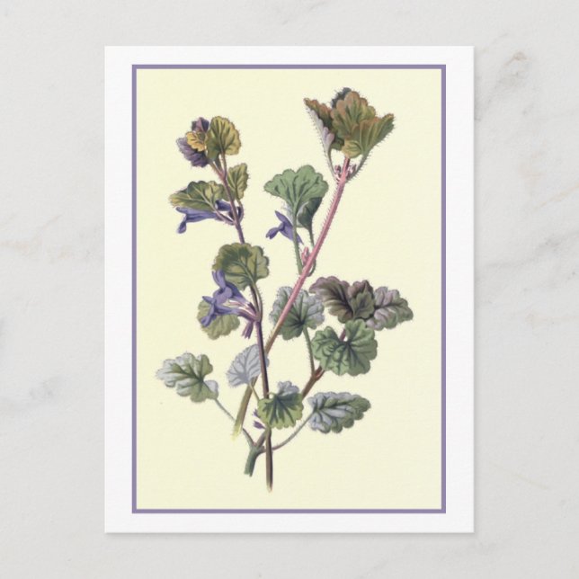 Postal ilustracion botánico "Ground Ivy" (Anverso)