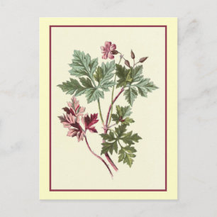 Postal ilustracion botánico "Herb Robert"