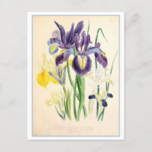 Ilustracion botánico Iris Vintage