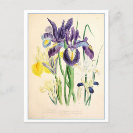 Postal Ilustracion botánico Iris Vintage