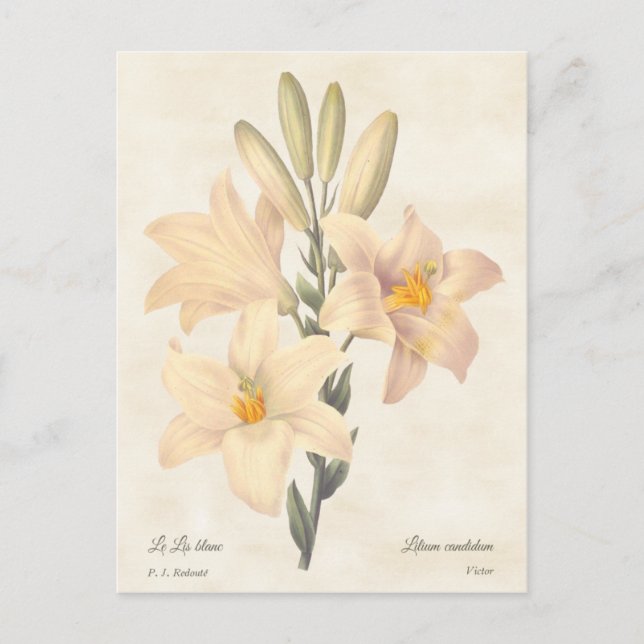 Postal Ilustracion Botánico Madonna Lily Vintage (Anverso)