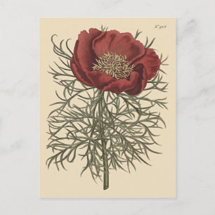 Postal Ilustracion Botánico Peony de Gran Salto
