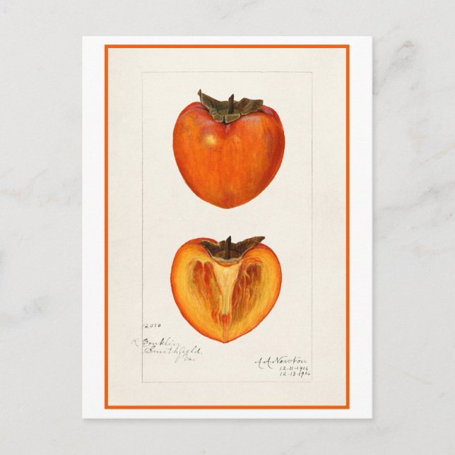 Postal Ilustracion botánico Persimmon Vintage (Anverso)
