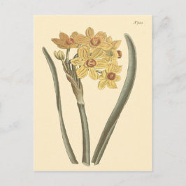 Postal Ilustracion botánico Polyanthus Narcissus