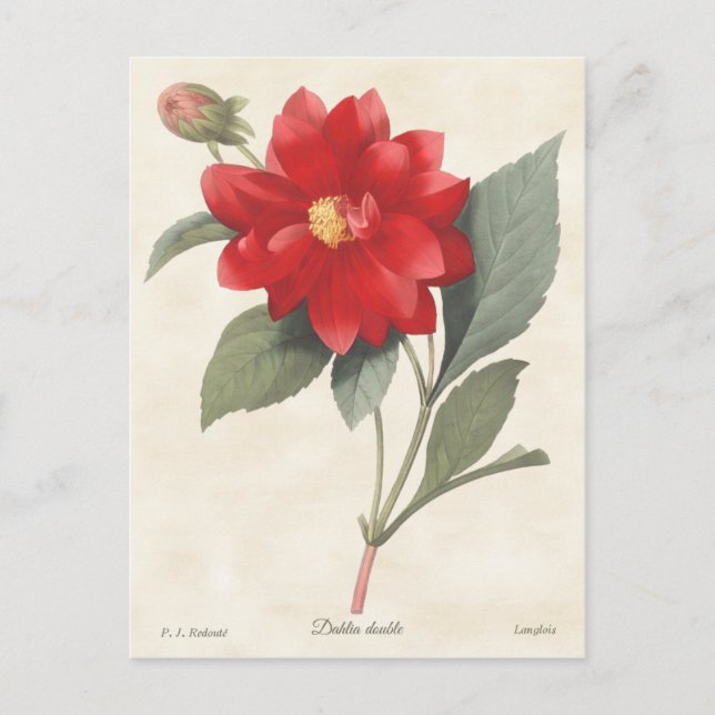 Postal Ilustracion botánico Red Dahlia Vintage (Anverso)