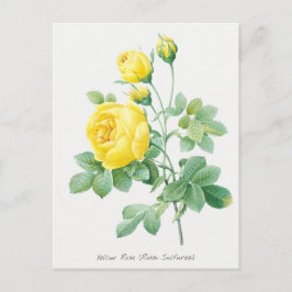 Postal Ilustracion botánico rosa amarillo vintage