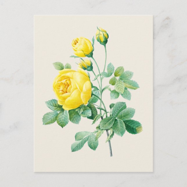 Postal Ilustracion botánico rosa amarillo vintage (Anverso)