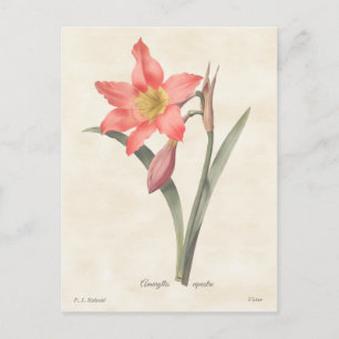 Postal Ilustracion botánico rosa Amaryllis Vintage