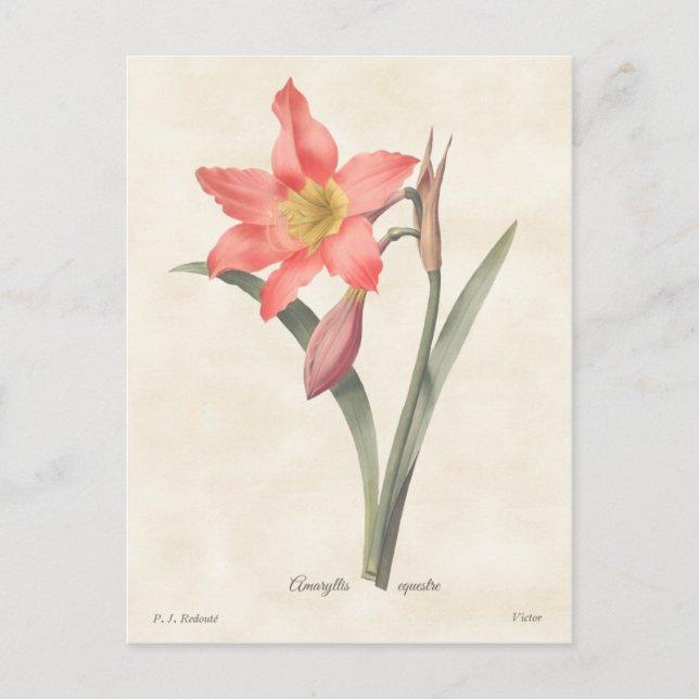 Postal Ilustracion botánico rosa Amaryllis Vintage (Anverso)