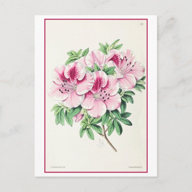 Postal Ilustracion botánico Rosa Azalea Vintage (Anverso)