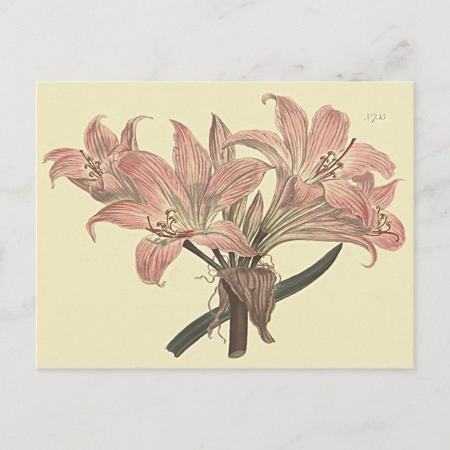 Postal Ilustracion botánico Rosa Belladonna Lily (Anverso)