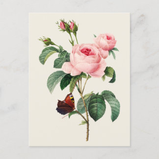 Postal Ilustracion botánico Rosa de col de época