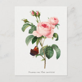 Postal Ilustracion botánico rosa y mariposa