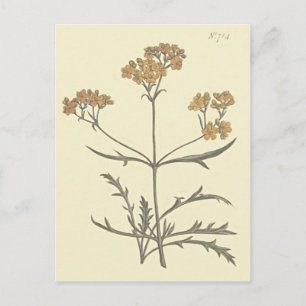 Postal Ilustracion Botánico Siberiano Valeriano