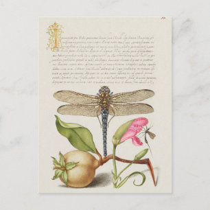 Postal Ilustracion botánico vintage