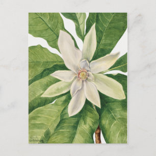 Postal Ilustracion botánico vintage