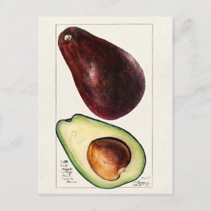 Postal Ilustracion botánico vintage