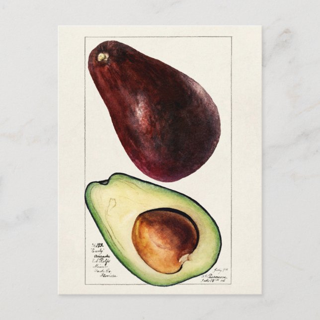 Postal Ilustracion botánico vintage (Anverso)