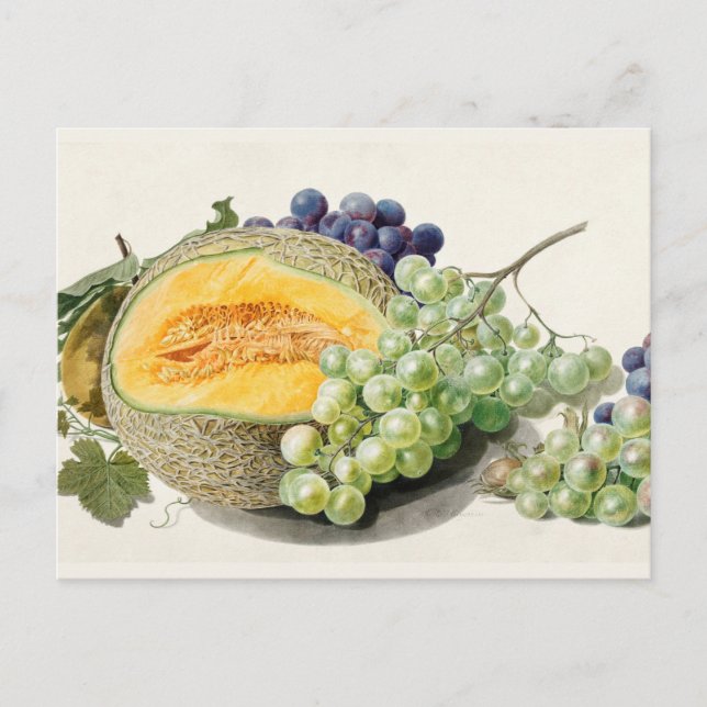 Postal Ilustracion botánico vintage (Anverso)